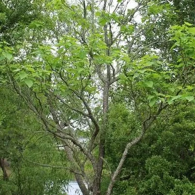 thumbnail for publication: Catalpa spp.: Catalpa